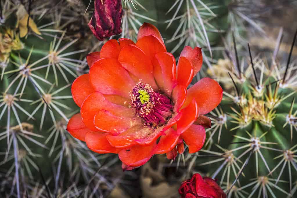 Il cactus della tazza di claret (Echinocereus triglochidiatus)