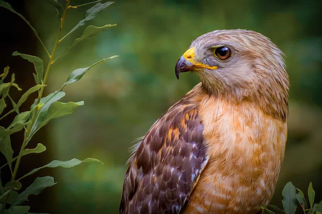 Primo piano di un falco dalle spalle rosse