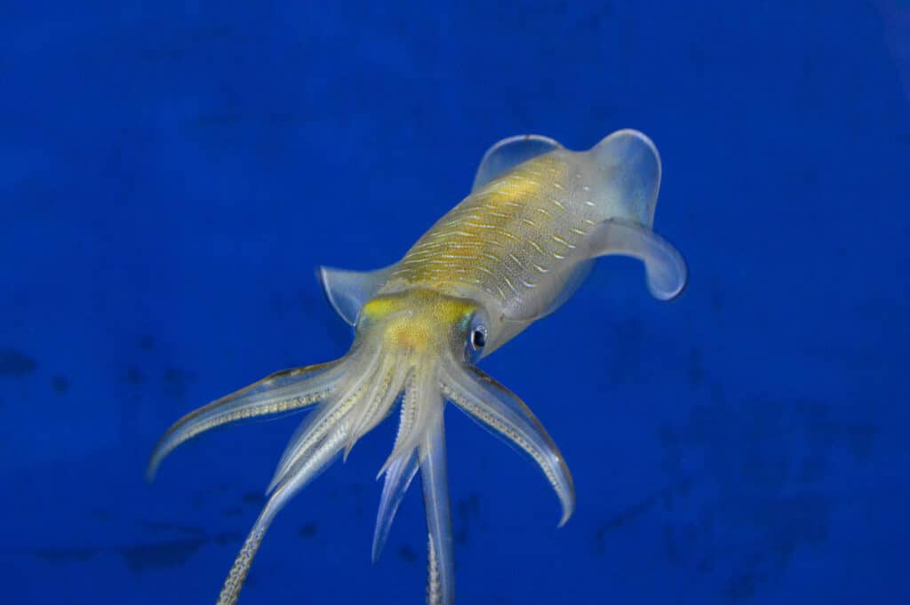 Calamaro della barriera corallina