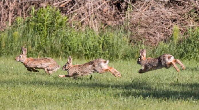 Come si chiama un gruppo di conigli o coniglietti?

