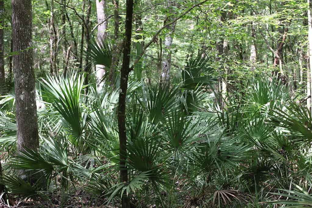 Palmetto o sabal minor, comunemente noto come palmetto nano, si trova in un ambiente naturale nel Parco della Florida