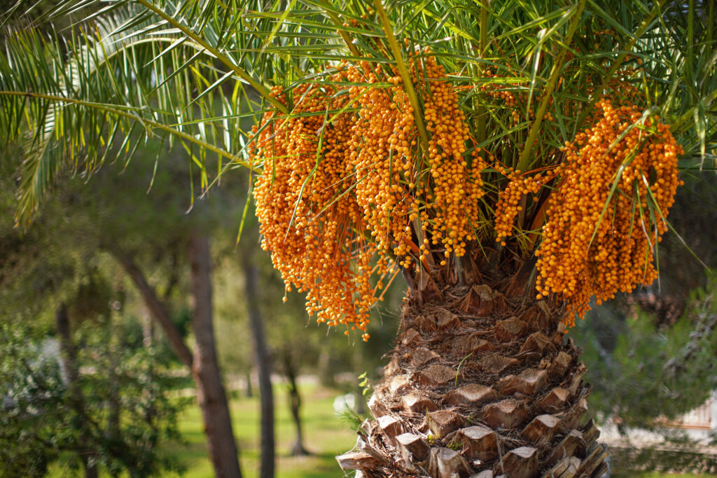Frutto giallo-arancio che cresce dalla Butia capitata o palma pindo.