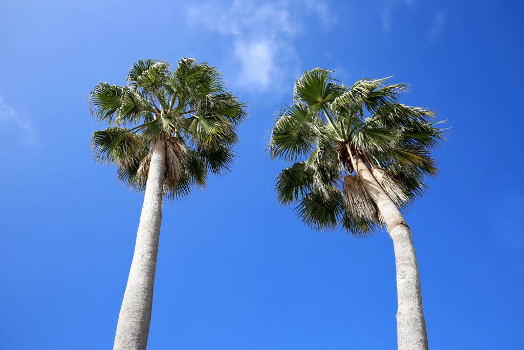 Due Sabal Palmetto o palme sabal contro un cielo blu.
