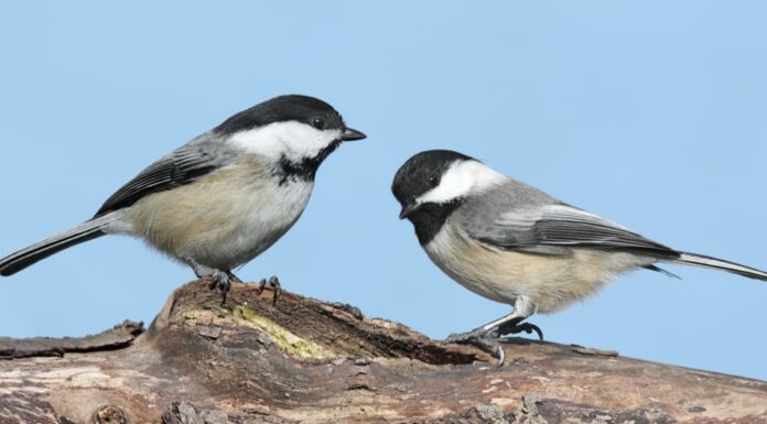 Scopri i 9 animali ufficiali dello stato del Massachusetts
