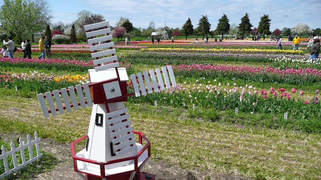 Tulip Time Festival nel Michigan