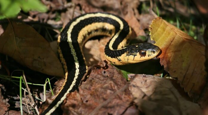 Scopri 8 serpenti marroni che strisciano nello Stato di New York
