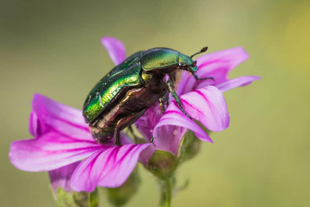 scarabeo mangiatore di fichi