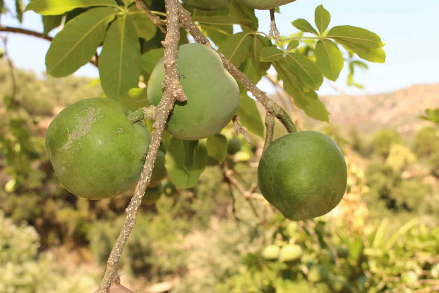 Frutto acerbo e verde "White Sapote" (o mela messicana, Casimiroa) sull
