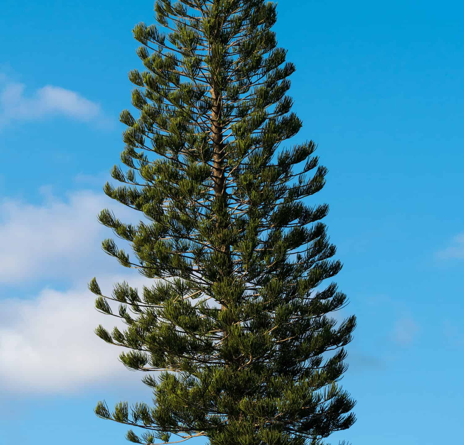 Pino dell'Honduras - un albero sempreverde a forma conica