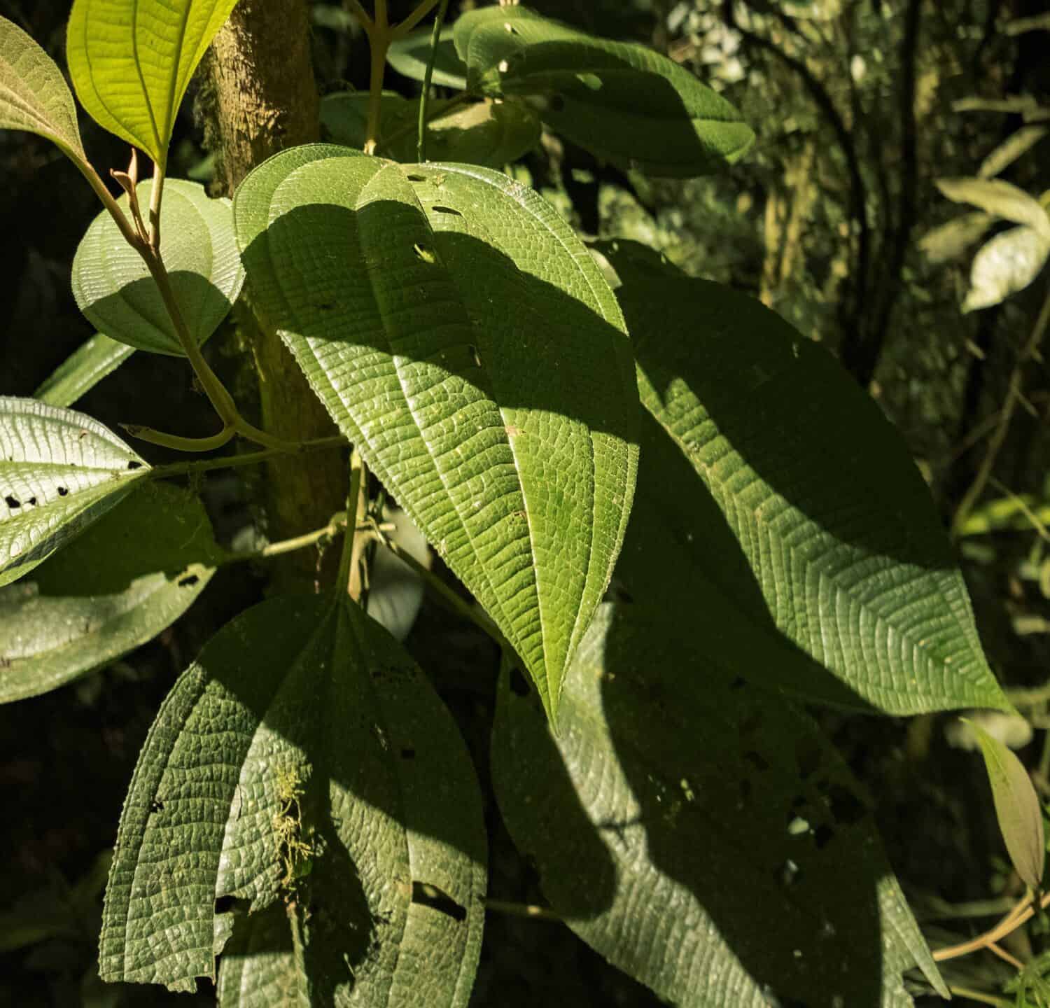 Una miconia calvescens nelle foreste della Colombia