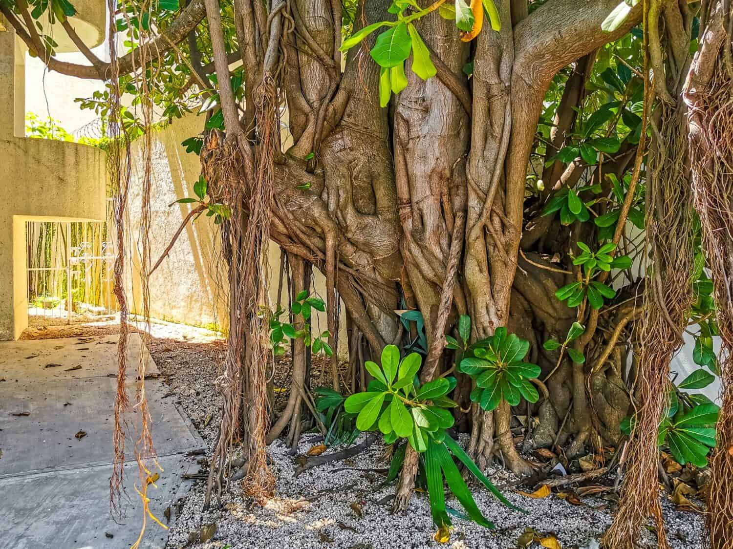 Enorme bellissimo Ficus maxima Fico a Playa del Carmen Quintana Roo Messico.