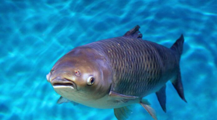 Scopri la più grande carpa Bighead mai catturata in Indiana
