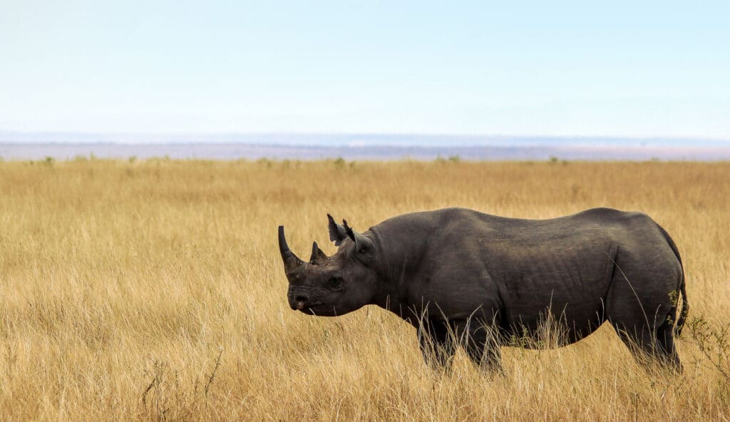 Rinoceronte nero, rinoceronte, savana, Tanzania, animale