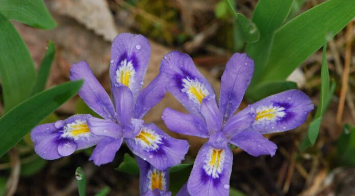 Scopri i fiori ufficiali dello stato del Michigan (quando fioriscono e dove vederli!)
