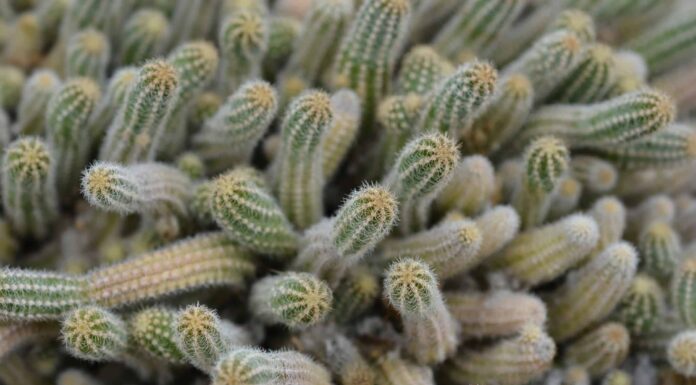 4 tipi di cactus all'aperto
