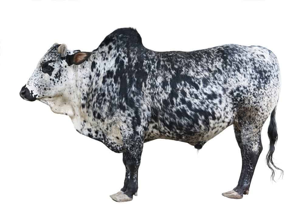 Zebù, a volte noto come bestiame gobba o bestiame Brahman, un tipo di bestiame domestico originario del subcontinente indiano