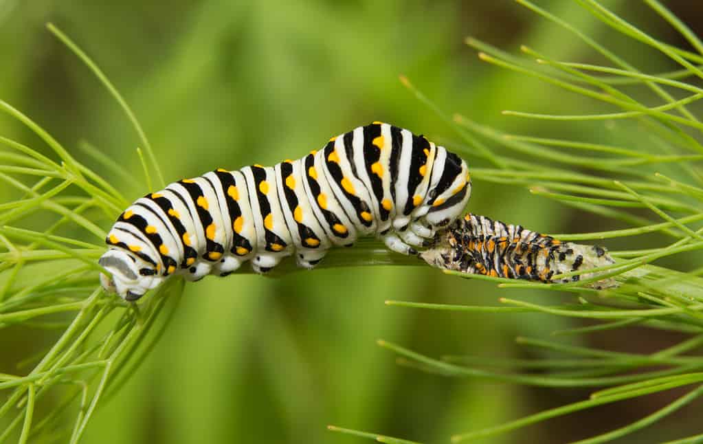 Caterpillar nero della farfalla di Swallowtail che mangia la sua pelle muta per nutrizione supplementare.  Il bruco è bianco con estremità nere e gialle (strisce).  Il bruco è orizzontale nell'inquadratura, rivolto verso destra.  Il suo guscio di scarto è nel frame di destra.