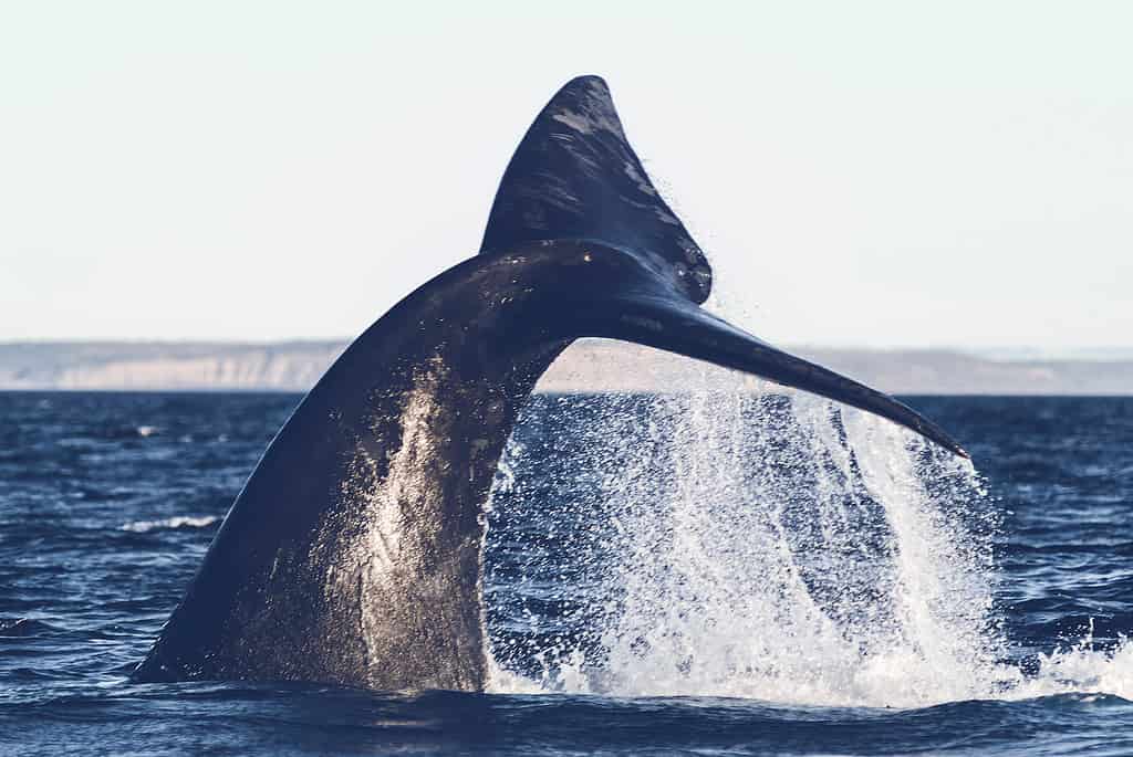 Balena Franca Australe lob tailing, Patagonia, Argentina.