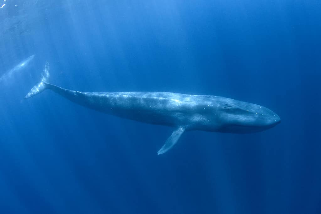 La balenottera azzurra pigmea sott'acqua, in migrazione da Timor Leste verso l'Australia