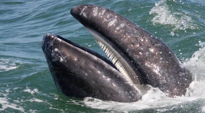 Humpback Whale near Cape Cod