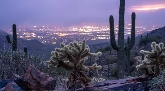8 cactus che prosperano in Arizona

