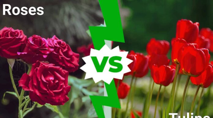 Rose contro tulipani: qual è la soluzione migliore per il tuo giardino?
