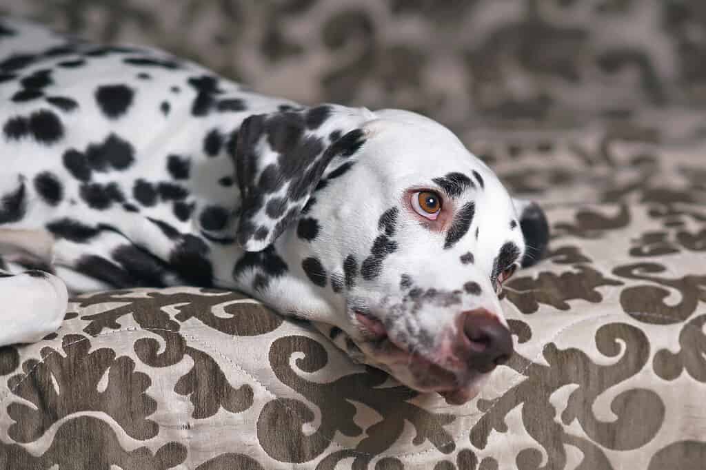 Dalmata di fegato sdraiato su un divano