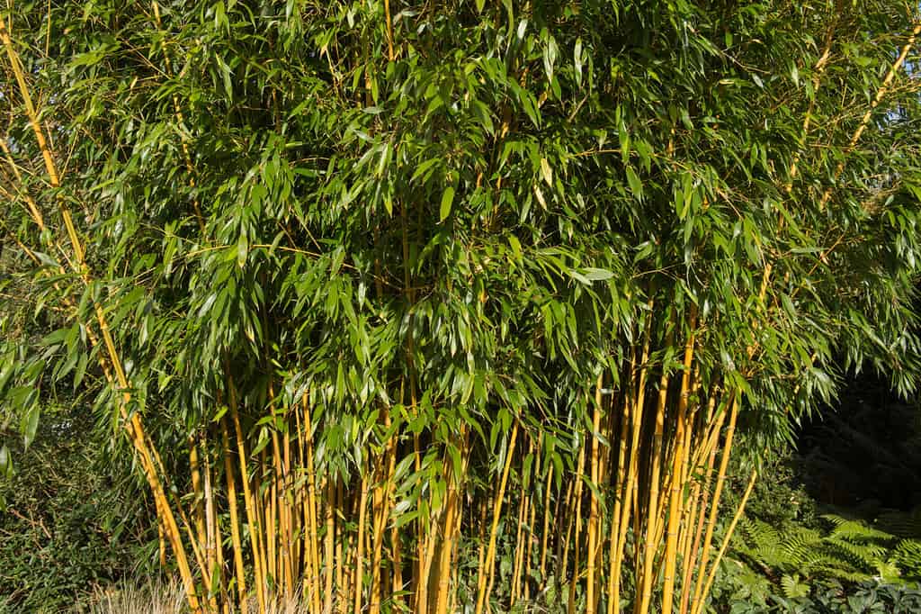 Phyllostachys aureosulcata f.  spectabilis (bambù vistoso della scanalatura gialla) in Devon rurale, Inghilterra, Regno Unito