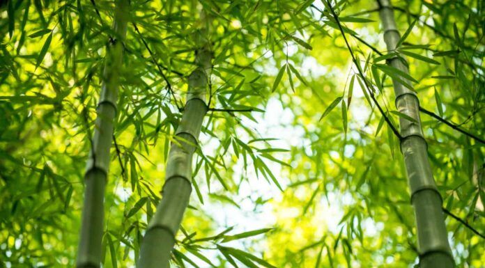 6 tipi di bambù che prosperano nello Utah
