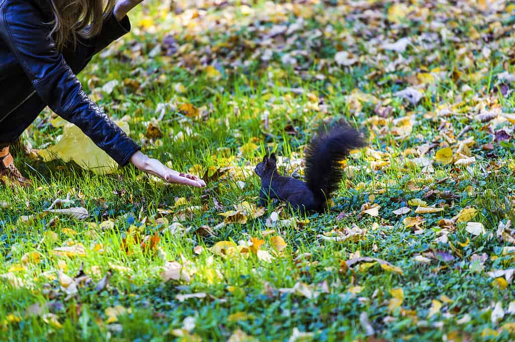 scoiattolo nero