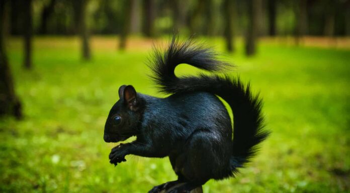 Quali sono le cause degli scoiattoli neri e quanto sono rari?
