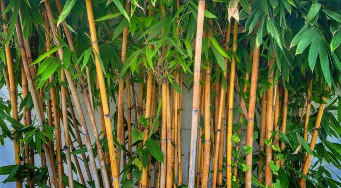 lucky bamboo vs bamboo