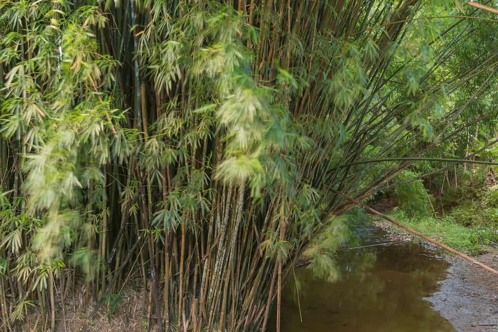 Boschetto di bambù sul bordo del torrente.