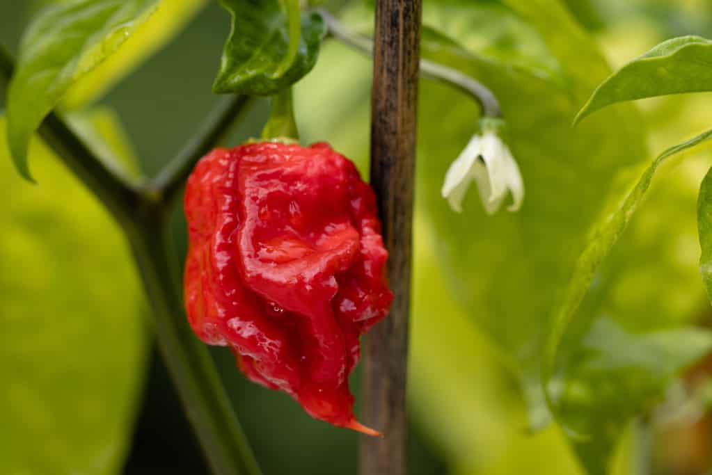 Pianta del peperoncino Carolina Reaper