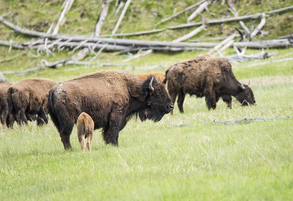 Mamma bufalo (bisonte bisonte) sta allattando il suo bambino.  Parco nazionale di Yellowstone, Wyoming negli Stati Uniti