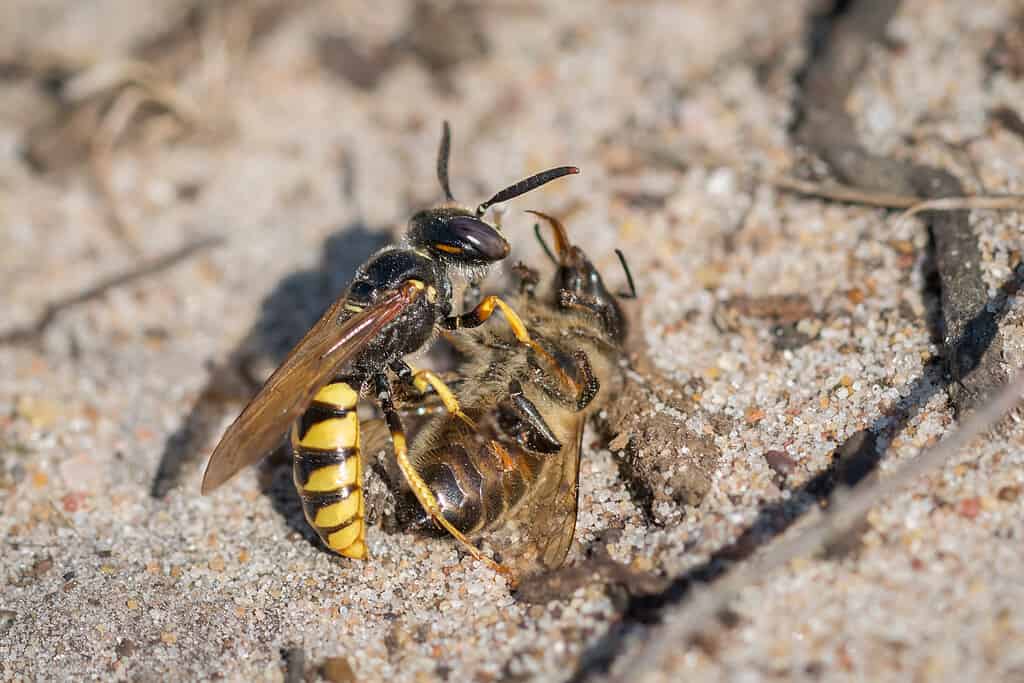 La vespa beewolf europea (Philanthus triangulum) preda delle api