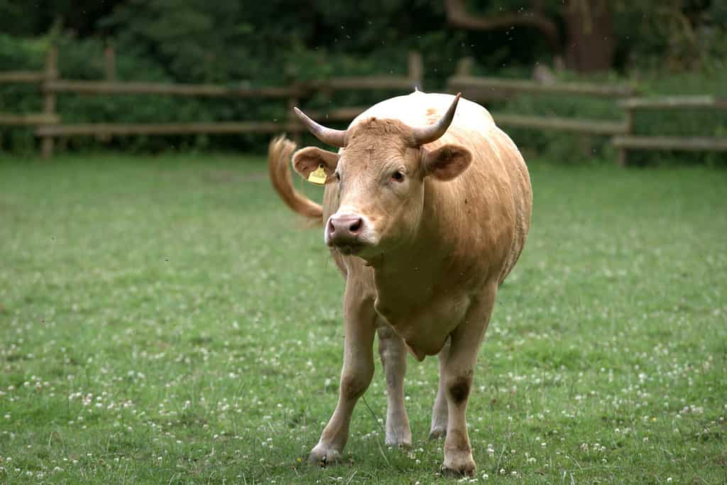Glan bestiame.  I bovini Glan sono una razza bovina tradizionale che si trova in particolare nella regione tedesca della Renania-Palatinato