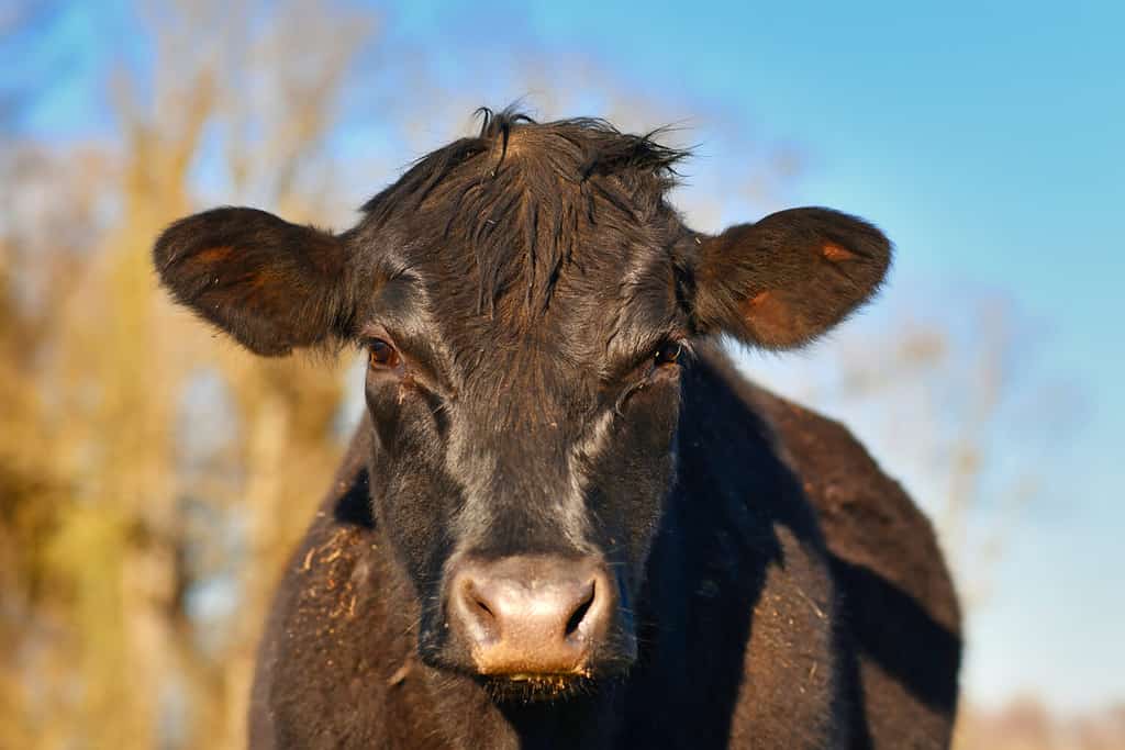 Testa di vacca di bestiame Angus tedesco nero