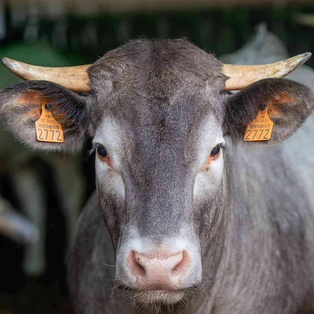 Ritratto di Bazadaise mucca e vitello in una fattoria, Gironde, Francia