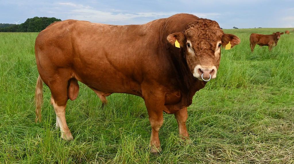Ritratto ravvicinato di un magnifico bestiame maschio Limousin in piedi in un pascolo che guarda dritto nella fotocamera