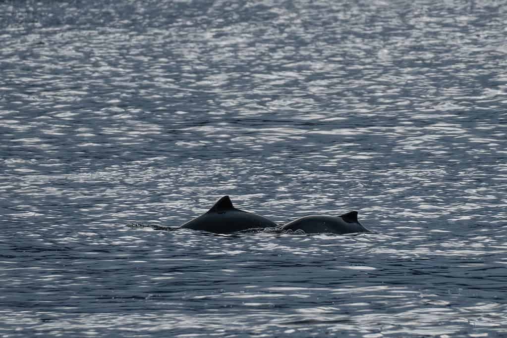 Due focene affioranti nell'Oceano Atlantico in Norvegia