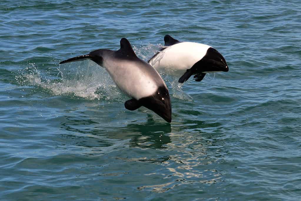 due delfini di Commerson che saltano in mare (Cephalorhynchus commersonii)