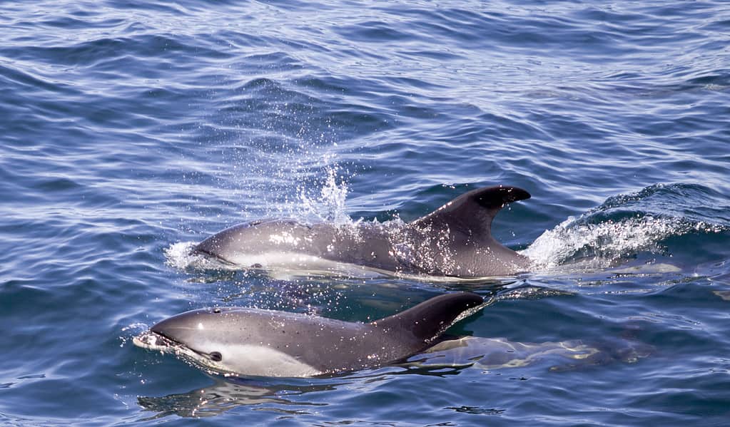 Due delfini dal lato bianco dell'Atlantico che nuotano nell'oceano.