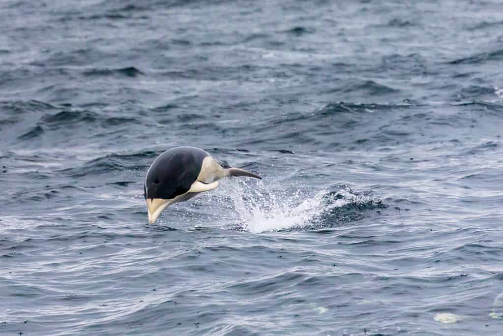 Jumping delfino balena franca australe nello Stretto di Magellano, Patagonia, Cile