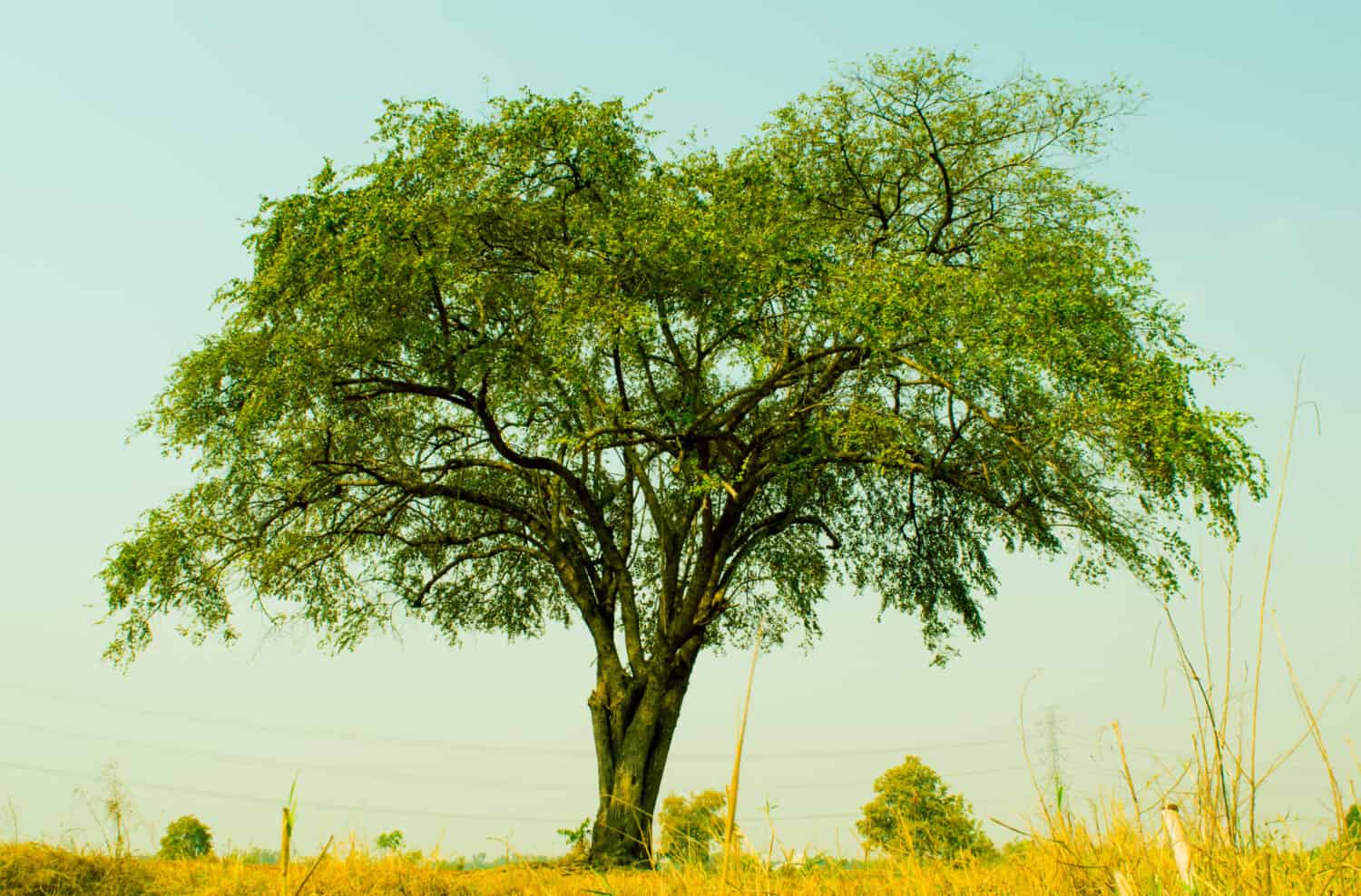 Albero di giuggiola indiano che cresce sul ciglio della strada nella campagna della Thailandia, frutta locale, acida e dolce, 