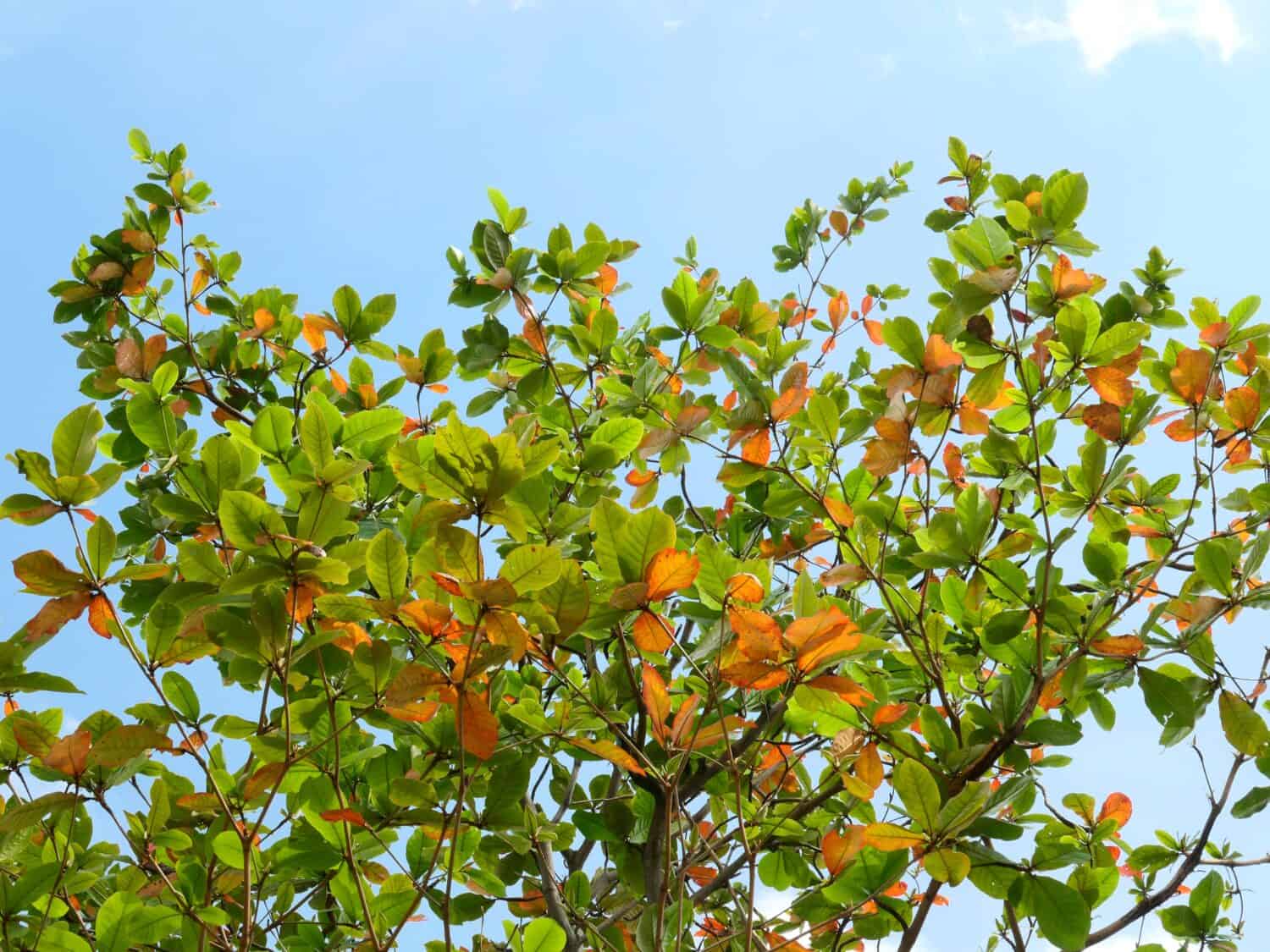 Mandorlo del Bengala ( Terminalia catappa L. ), foglia colorata sull'albero nella stagione autunnale