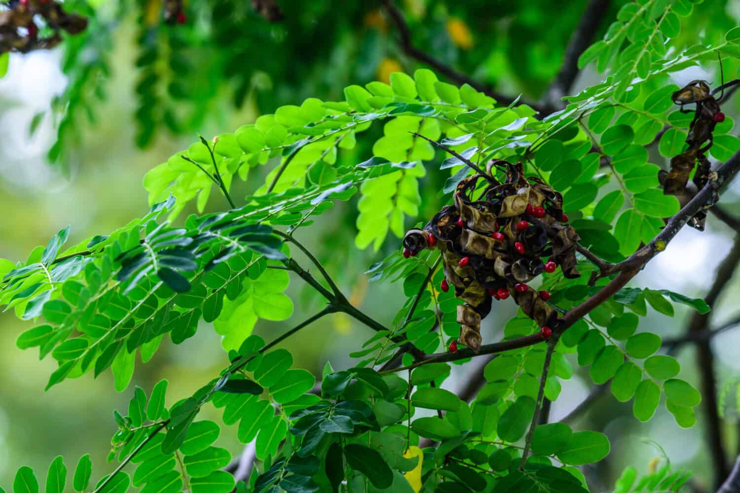 Adenanthera pavonina (Legno rosso, Legno di corallo) ;  Un mucchio di baccelli secchi, sotto le foglie.  Il calice screpolato, che mostra una piccola forma rotonda piatta e duro di semi rossi più antichi interni.  Pronto a cadere dal terminale.