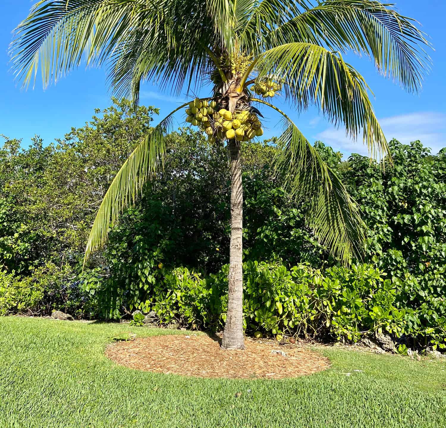 Albero di cocco (Cocos nucifera) con frutti gialli.  South Miami, novembre 2020.