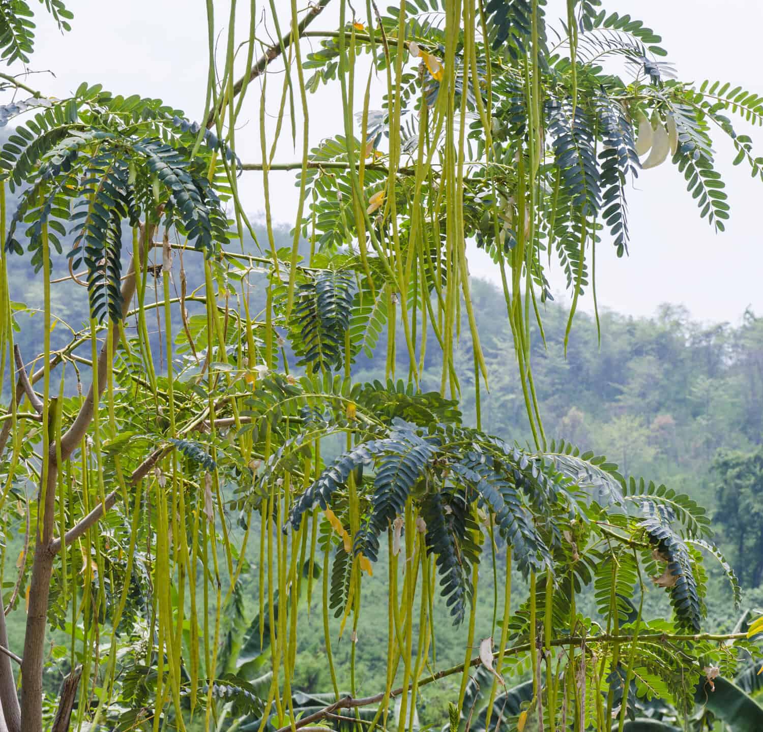 Frutto di rafano o bacchetta (fuga da moringa oleifera)