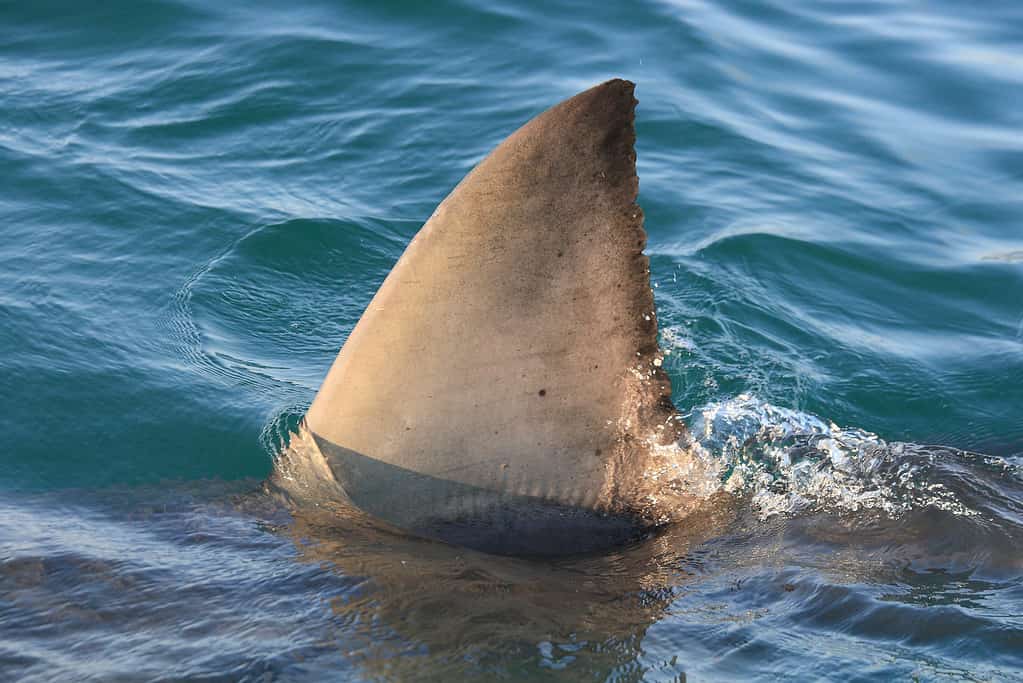 pinna dorsale del grande squalo bianco, Carcharodon carcharias, al largo di Mossel Bay, Sud Africa